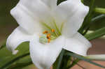 Easter lily